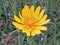 Photography of Tragopogon pratensisÂ orÂ meadow goat's-beard flower